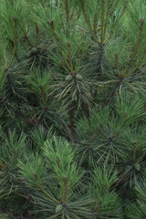 Beautiful little needles of spruce needles. New Year and Christmas background for design. Natural tree branch in nature.