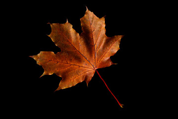 Yellow and red autumn leaves isolated on black background. Autumn composition - maple leaves on...