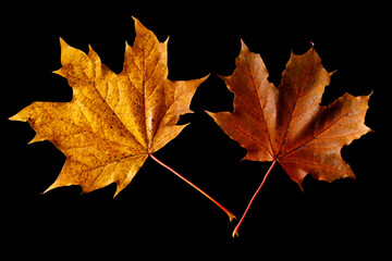 Yellow and red autumn leaves isolated on black background. Autumn composition - autumn maple leaves...