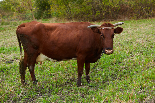 A curious dairy cow stands in her pasture. Dairy Cow. A curious dairy cow.