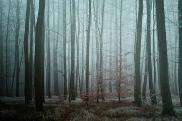 Mysterious foggy forest. Beech trees with brown leafs, green forest bed, gloomy winter landscape. .