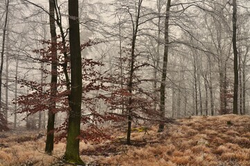 Mysterious foggy forest,rime, leafs. Beech trees, gloomy winter landscape. .