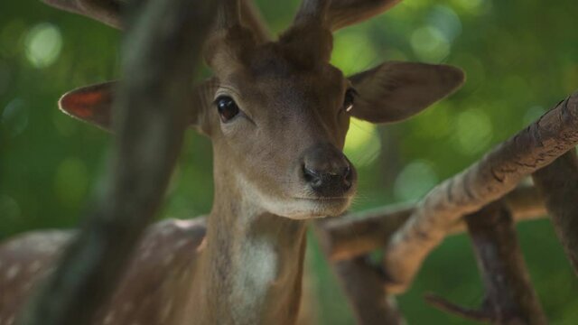 Wild dappled deer with brown and white fur chews and looks straight standing among tree branches against blurred green forest leaves slow motion close view.