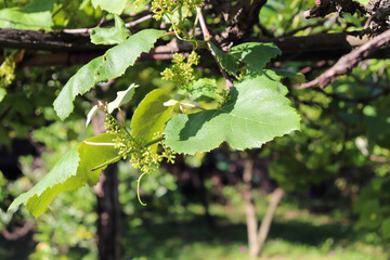 A beautiful vine with grapes at the beginning of growth.