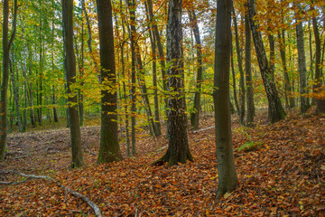 Jesienne drzewa w Lesie Łagiewnickim w Łodzi