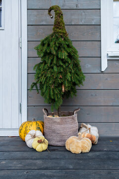 decorations and home decoration, artificial pumpkins and a decorative Christmas tree decorate the entrance to the house on heluin and Christmas happy new year.