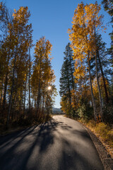 Fall Color Aspens at Sunset on Road on Street on Ranch on Farm in Autumn