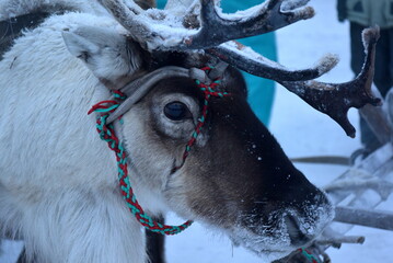deer of the far North near frame time of year winter. Russian Arctic