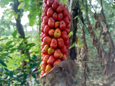 Amorphophallus paeoniifolius seeds (suweg, porang, elephant foot yam, whitespot giant arum) with a natural background