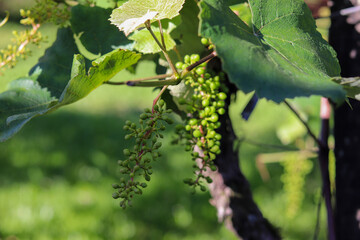 A beautiful vine with grapes at the beginning of growth.