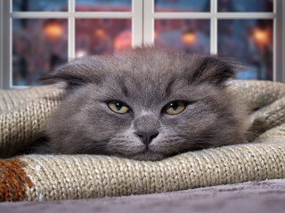 The cat hides from the cold under a blanket