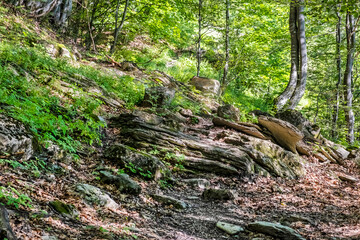 Forest scene, Big Fatra mountains, Slovakia