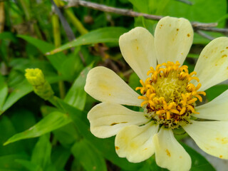 Yellow Zinnia flower in garden close-up view