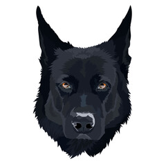 German shepherd, vector image, illustration. Portrait, dog head 