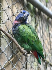 blue head parrot