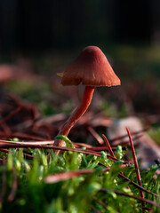 Macro photo of a single brown inedible poisonous mushroom toadstool growing in a forest amidst green fresh moss