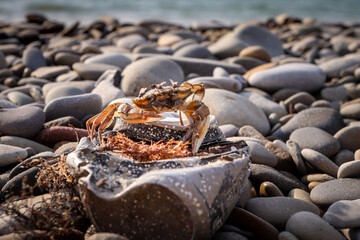 crab on the beach