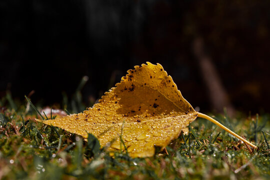 Close-up photo of a single yellow birsh tree leaf covered with many drops of water and laying on a wet grass at night