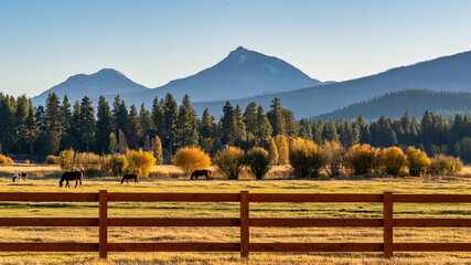 Fall Color at Sunset with Mountain on Ranch on Farm in Autumn with Horses - obrazy, fototapety, plakaty