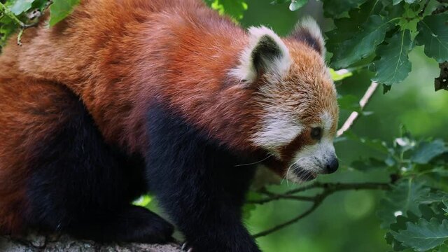 Red panda (Ailurus fulgens) on the tree. Cute panda bear in forest habitat.