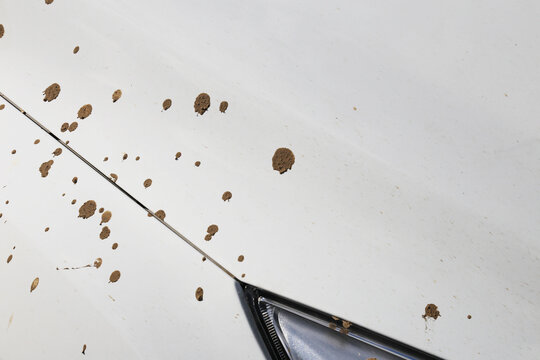 Drops of dried mud scattered across the freshly washed and otherwise clean white paint of a car, with part of the vehicle headlight in the frame