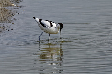 Avocet bird in water. Bird with long legs and beak. Somme bay in Normandy, France, Europe.