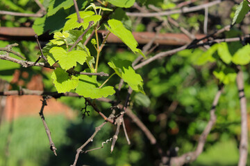 A beautiful vine with grapes at the beginning of growth.
