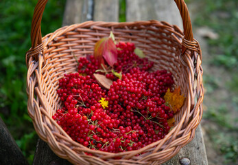 Fototapeta na wymiar on a wooden bench there is a wicker basket with clusters of viburnum, forest gifts of autumn