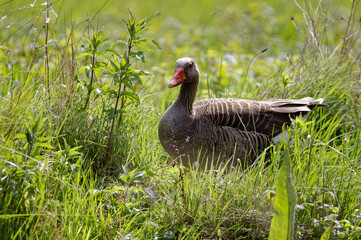 Greylag goose bird in grass. Somme bay in Normandy, France, Europe. Wildlife.