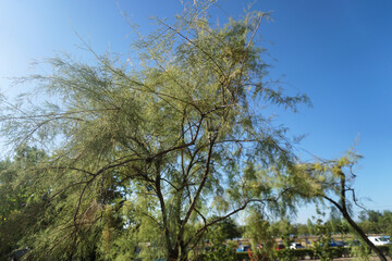 Obraz premium Beautiful green coniferous tree against the background of the sky and sunbeams. Nature and city landscape. Photo background