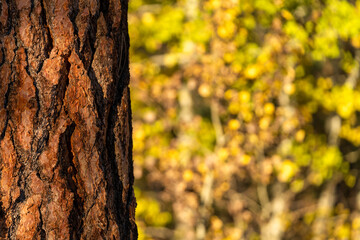 Fall Color Aspens and Ponderosa Pine Trees at Sunset in Autumn