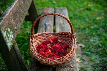 Fototapeta na wymiar on a wooden bench there is a wicker basket with clusters of viburnum, forest gifts of autumn