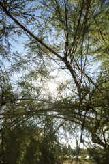 Beautiful green coniferous tree against the background of the sky and sunbeams. Nature and city landscape. Photo background
