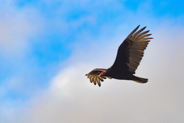 American Vulture