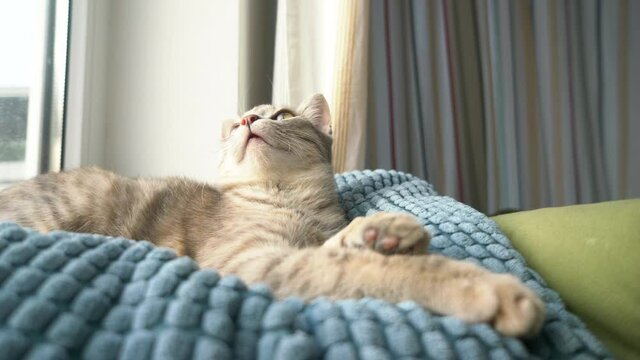 A cute grey tabby kitten lies and rests on the sofa inside the house in the rays of sunlight, looks at the camera, wiggles its ears and yawns.