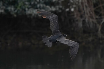 cormorant is flying in the dark forest