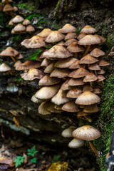 Fototapeta premium Mushrooms False honey fungus on a stump in a beautiful autumn forest.group fungus in autumn forest with leaves.Wild mushroom on the spruce stump. Autumn time in the forest.