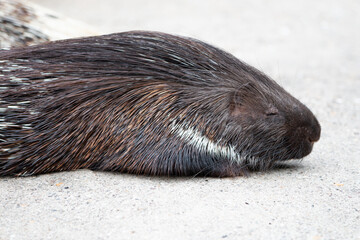 Porcupine als Porky (in german Stachelschwein) Hystricidae