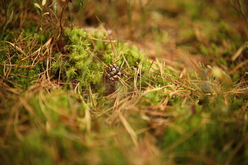 Las z grzybami i mchem jesienią