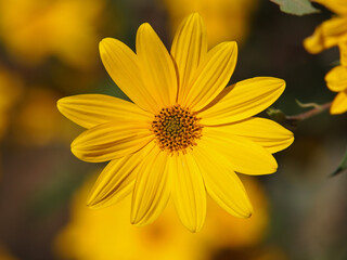 Yellow flower of Jerusalem artichoke, Helianthus tuberosus