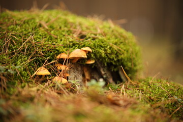 Grzyby i mech © Emil