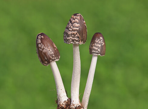 Magpie Inkcap mushroom, Coprinopsis picacea