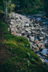 Fototapeta premium A rocky landscape with bushes