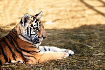 Portrait of a lovely little tiger cub at the zoo