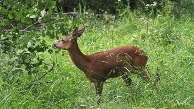 Roe deer eating leaves from the tree, Capreolus capreolus. Wild roe deer in nature.