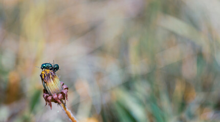 Two small whiskered beetles on a closed dandelion Bud on the lawn on a Sunny day. Macro, selective focus.