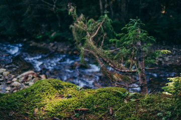 A waterfall in a forest