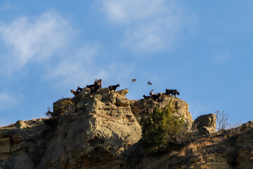 silhouette of a rock