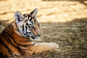 Portrait of a lovely little tiger cub at the zoo