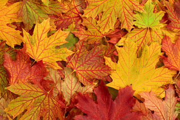 Naklejka na ściany i meble Autumn background with beautiful color leaves